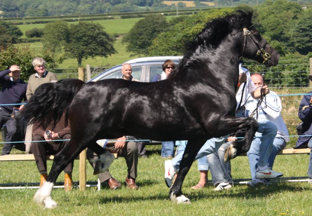 Trefaes Stud Welsh Cobs and Mountain Ponies